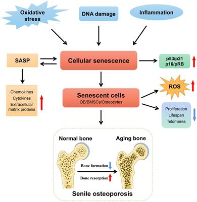 Targeting cellular senescence in senile osteoporosis: therapeutic potential of traditional Chinese medicine